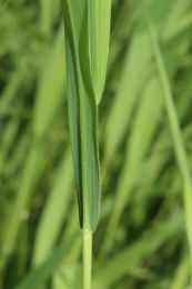 Leersia oryzoides
